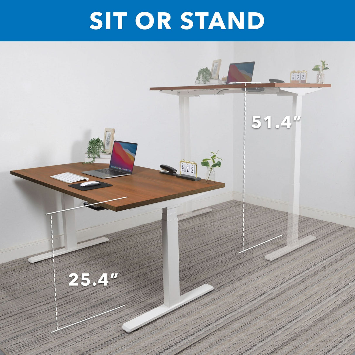 The Mount-It! Ultimate Dual Motor Electric Standing Desk with 55" tabletop is shown at two heights—25.4" and 51.4"—with a wooden top, computer, office accessories, and a blue "SIT OR STAND" banner for an ergonomic workspace.